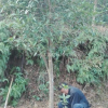咸寧供應各規格桂花樹