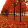 紅楓