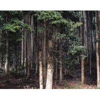我國珍貴樹種培育基地建設有喜有憂