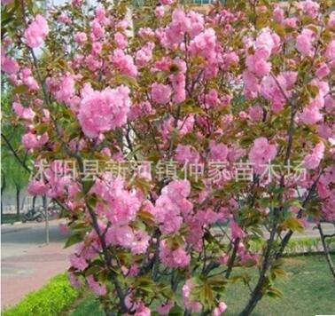 櫻花苗批發(fā) 美化苗木 規(guī)格齊 嫁接櫻花樹苗