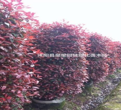 江蘇紅葉石楠樹