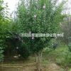 木槿最新價(jià)格，大小規(guī)格俱全。