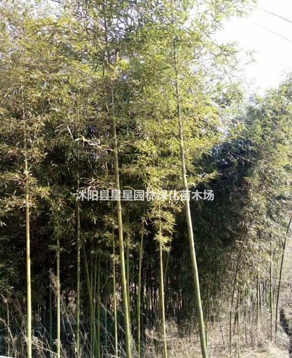 產品圖片展示竹子基地供應早園竹、金鑲玉竹、紫竹、剛竹、淡竹、觀音等