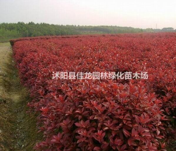 江蘇石楠球批發供應