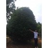 供應桂花，四季桂和八月桂