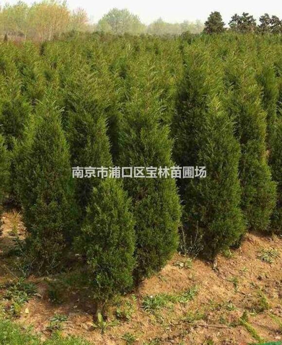 長期大量供應80至3米蜀檜