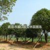 長(zhǎng)期供應(yīng)80至350桂花