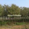 長(zhǎng)期大量供應(yīng)1至18公分大葉女貞