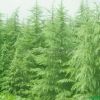 江蘇雪松報價