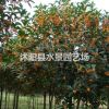 桂花 丹桂 金桂 八月桂