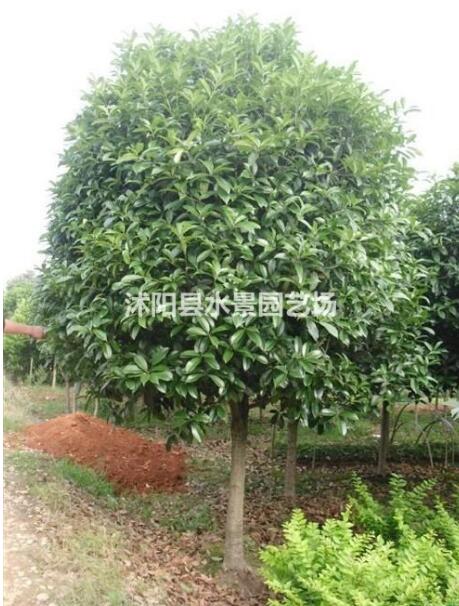 香樟 香樟苗 香樟種子