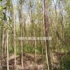 垂柳價格信息，垂柳苗木基地，垂柳價格報價參考