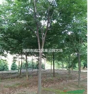 優質欒樹價格，南京欒樹苗木基地，欒樹價格報價參考