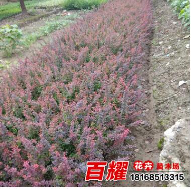 批發(fā)園林工程紅葉小檗小苗色塊綠化用紅葉小檗 庭院綠籬插桿苗