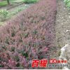 批發園林工程紅葉小檗小苗色塊綠化用紅葉小檗 庭院綠籬插桿苗