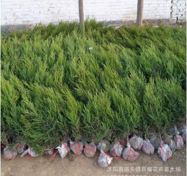 批發(fā)綠化植物工程龍柏樹(shù)苗 龍柏苗 小龍柏 綠化龍柏球 規(guī)格齊全