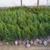 批發綠化植物工程龍柏樹苗 龍柏苗 小龍柏 綠化龍柏球 規格齊全