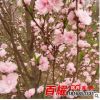 批發綠化苗木海棠樹苗北美海棠小苗工程綠化觀花植物