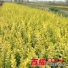 女貞苗批發工程綠化金葉女貞小苗 規格齊全工程綠化苗木金葉女貞