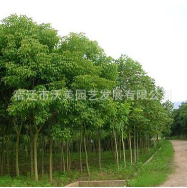 批發(fā)重陽(yáng)木樹(shù)苗批發(fā) 規(guī)格齊全 重陽(yáng)木價(jià)格 耐寒耐旱 重陽(yáng)木苗