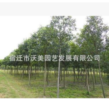 優(yōu)質(zhì)綠化工程苗 高桿女貞苗 常綠喬木 四季常青 大葉女貞苗出售