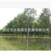 優(yōu)質(zhì)綠化工程苗 高桿女貞苗 常綠喬木 四季常青 大葉女貞苗出售