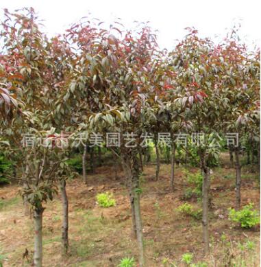 紅葉碧桃苗圃基地 紅葉碧桃批發(fā) 園林綠化觀花桃樹(shù)苗包成活