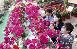 2018中國（蘭州）花卉展銷會