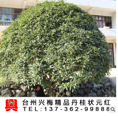 【興梅】精品丹桂樹/桂花大樹樹苗/丹桂狀元紅/綠化苗06