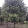 供應(yīng)香樟10-25公分.無患子.重陽木.紅玉蘭.紫薇.八月桂.櫻花等綠化工程苗.