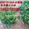 扶芳藤球價(jià)格P40-50-60公分冠幅扶芳藤小毛球價(jià)格扶芳藤