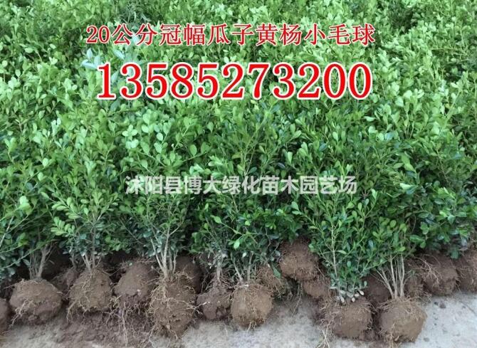 瓜子黃楊球價格（40*20瓜子黃楊小毛球價格報價表）瓜子黃楊
