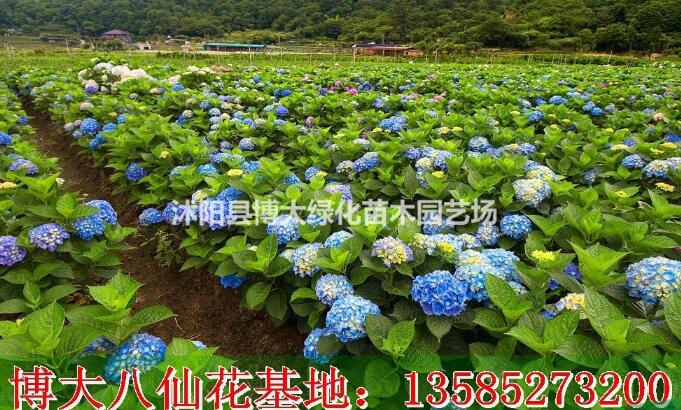 八仙花價格-繡球花價格圖片高度40-50公分八仙繡球花價格表
