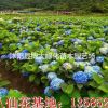 八仙花價(jià)格-繡球花價(jià)格圖片高度40-50公分八仙繡球花價(jià)格表