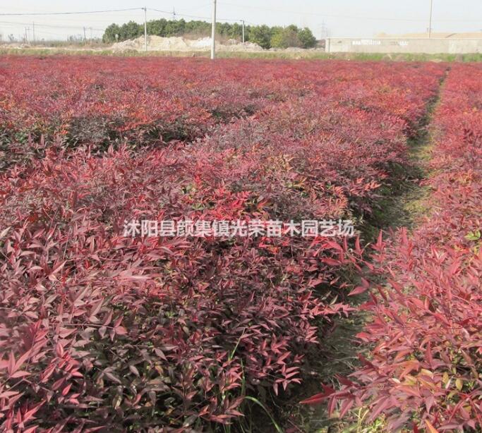 供應 低價南天竹 南天竺 量大