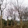 櫸樹(shù)1供應(yīng)/櫸樹(shù)1圖片