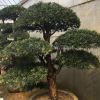 造型羅漢松行情報(bào)價(jià)\造型羅漢松圖片展示