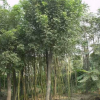 國槐