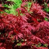 美國紅楓、日本紅楓等紅楓類