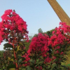 巢湖市美國(guó)三紅紫薇供應(yīng)