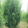 紅葉石楠 龍柱碧桃