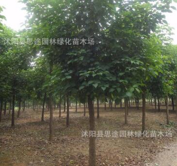 花木種子 新采重陽(yáng)木種子 重陽(yáng)木苗木種子去皮凈籽 園林綠化