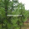 白皮松樹苗 白皮松小苗 白皮松苗圃 白皮松基地直銷園林綠化