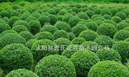 小葉女貞、南天竹、海桐、紅葉石楠、大小葉黃楊