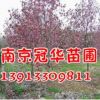 13公分紅玉蘭價格