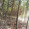 高桿紅葉石楠