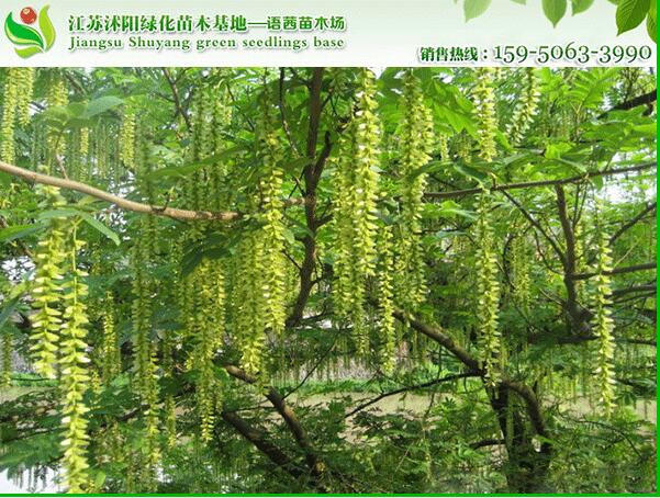 14公分鳳楊樹(shù)
