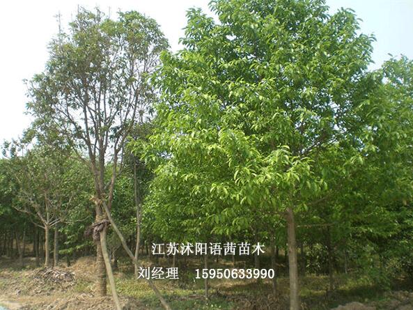 11公分皂角