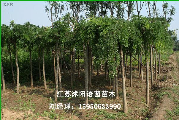 15公分龍爪槐