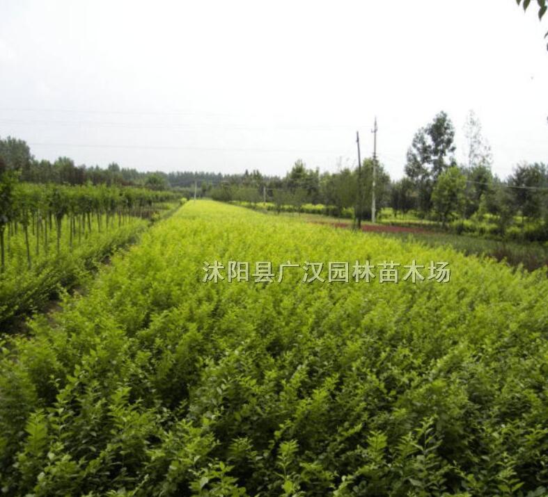 金葉女貞基地江蘇海量金葉女貞現(xiàn)苗促銷